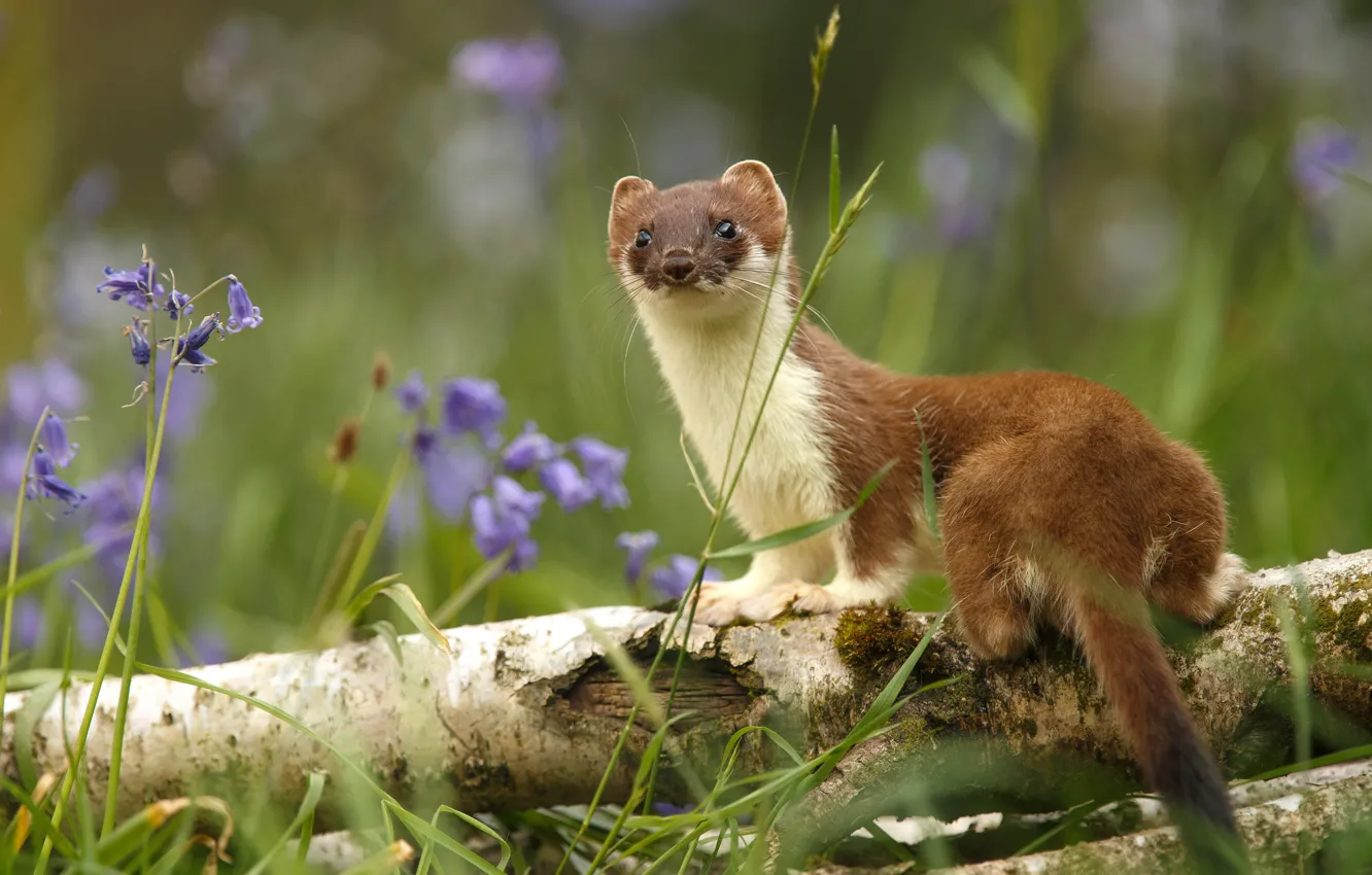 Photo wallpaper summer, look, flowers, nature, log, animal, marten