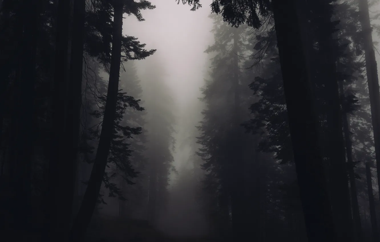 Photo wallpaper forest, trees, dark, wilderness, DENSE