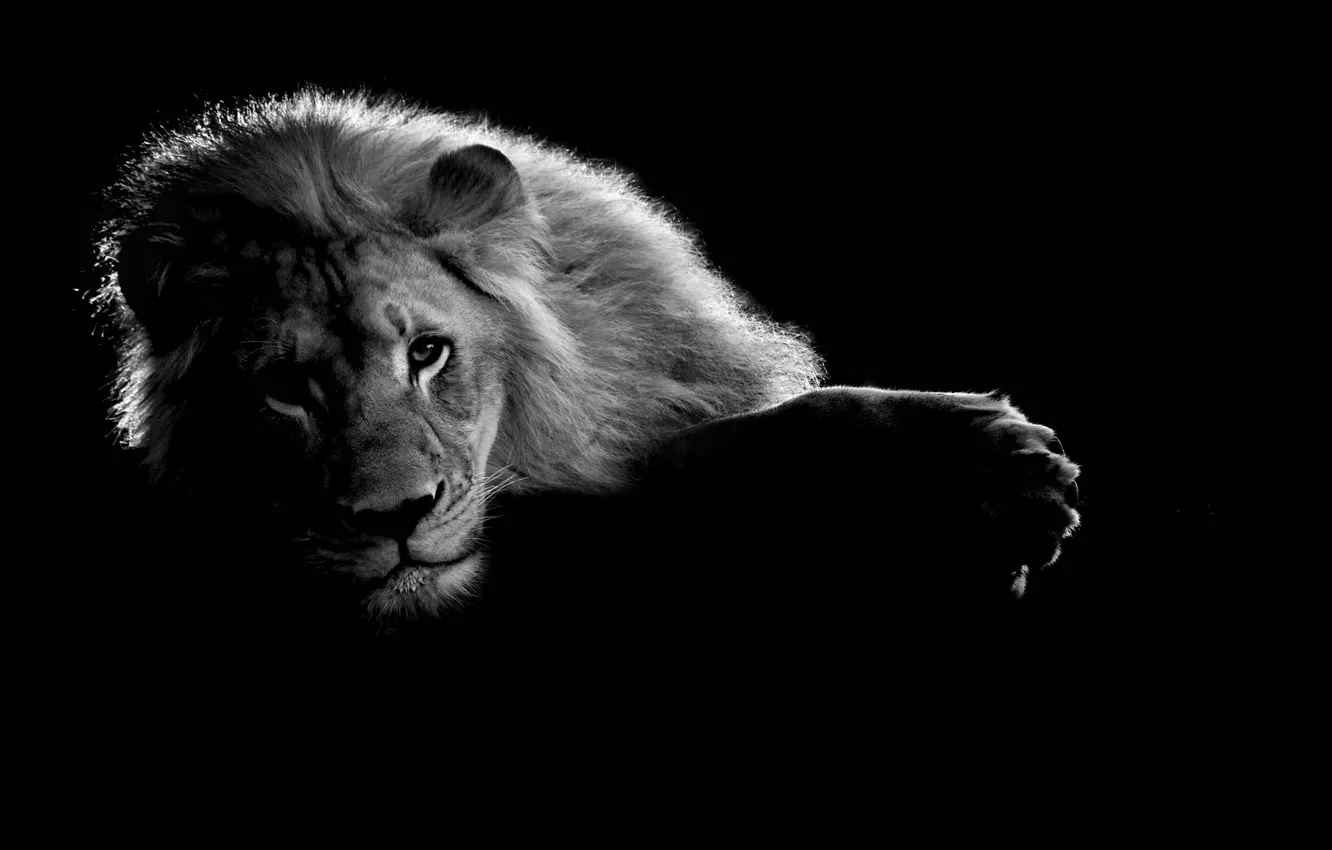 Photo wallpaper face, Leo, paws, mane