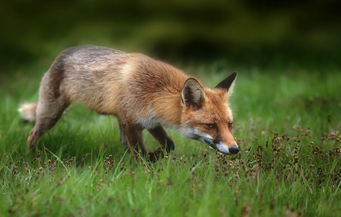 Photo wallpaper grass, Fox, bokeh