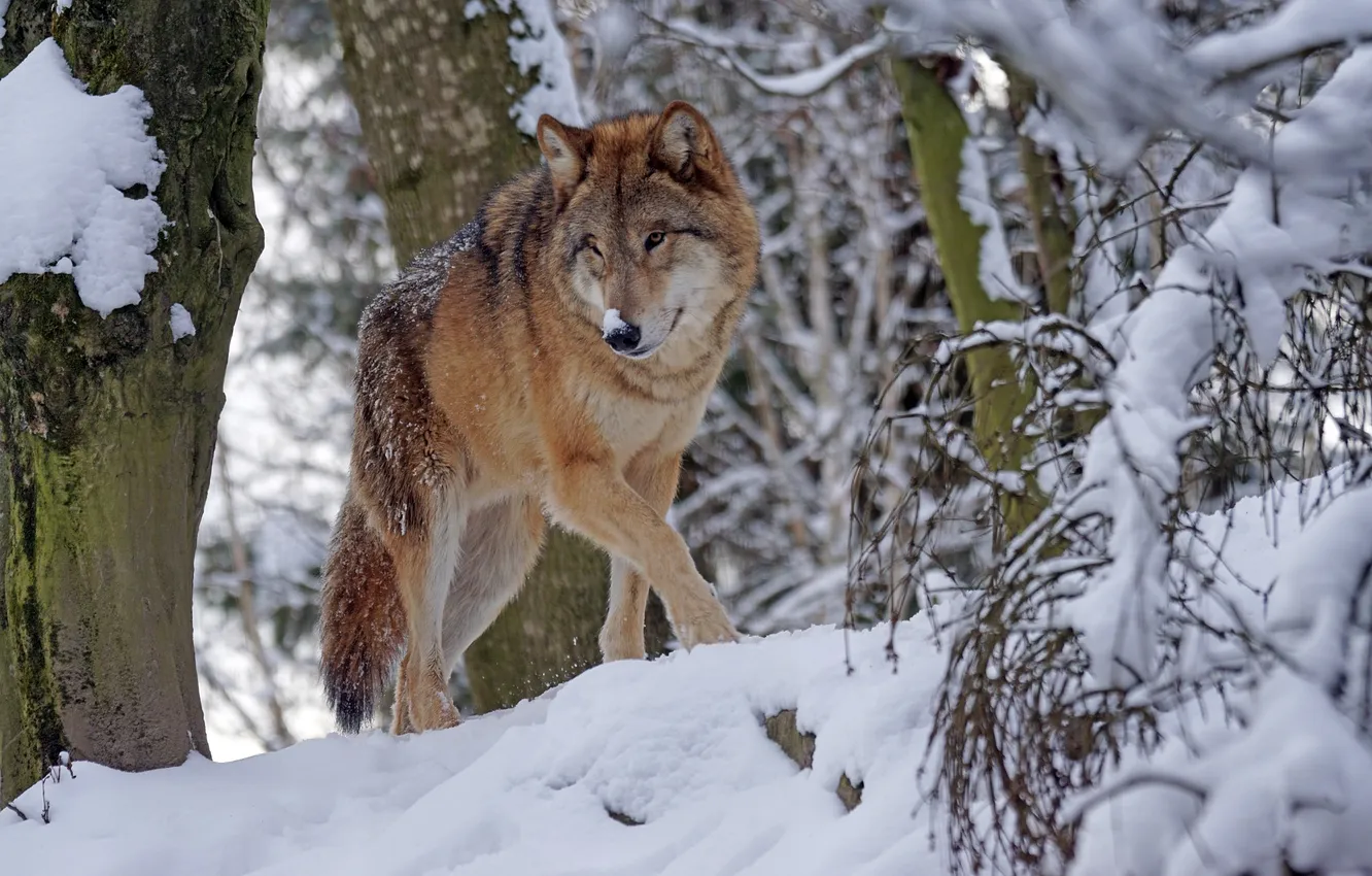 Photo wallpaper Predator, nature, snow, face, animal, wolf, canis lupus, wildlife
