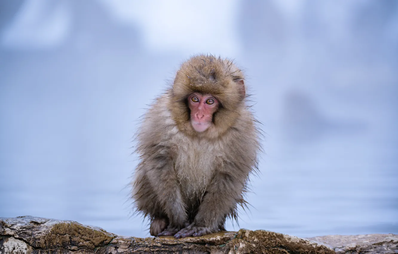 Photo wallpaper Japanese macaques, monkey, winter, cub