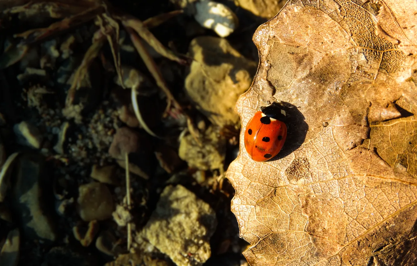 Photo wallpaper autumn, nature, ladybug, insect