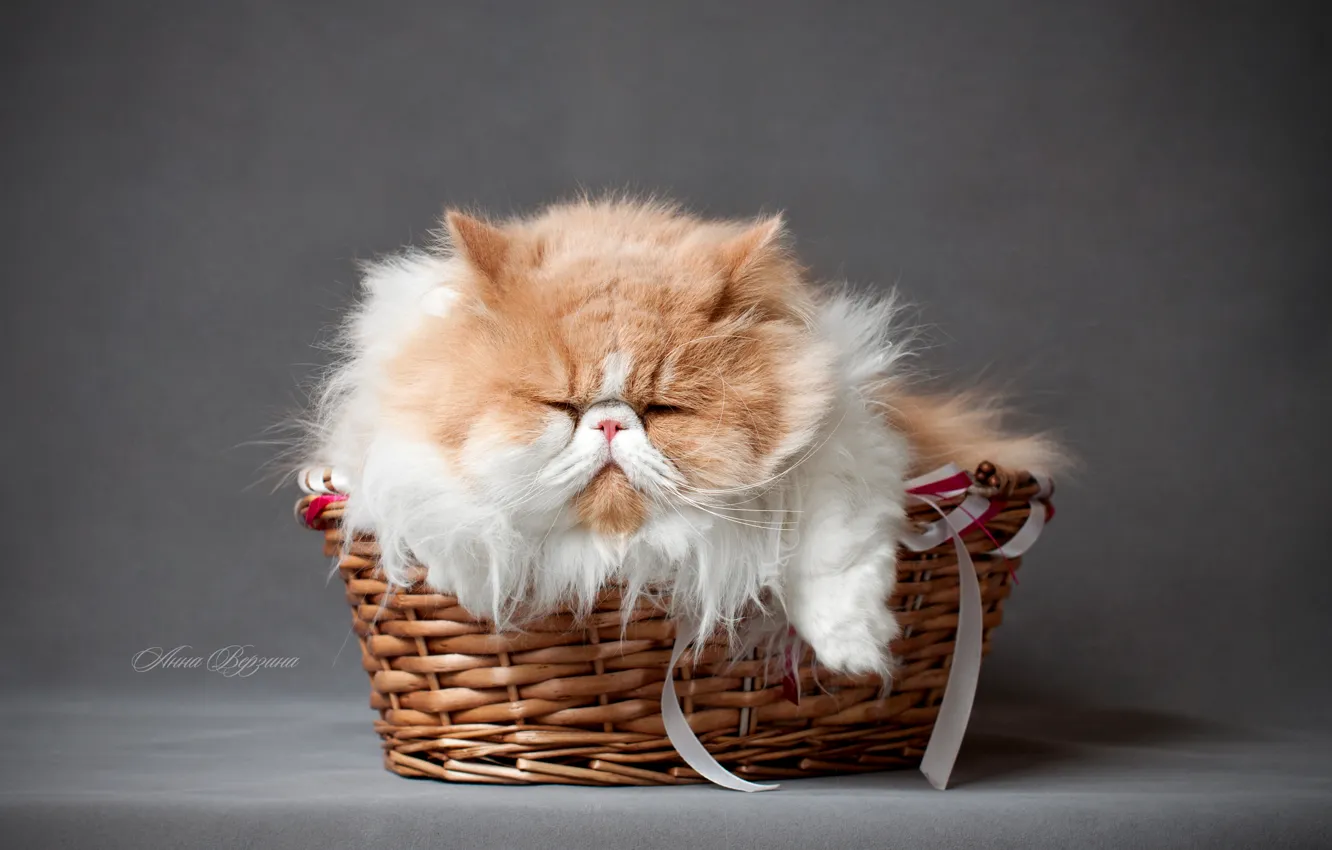 Photo wallpaper cat, fluffy, grey background, in the basket, Persidsky cat