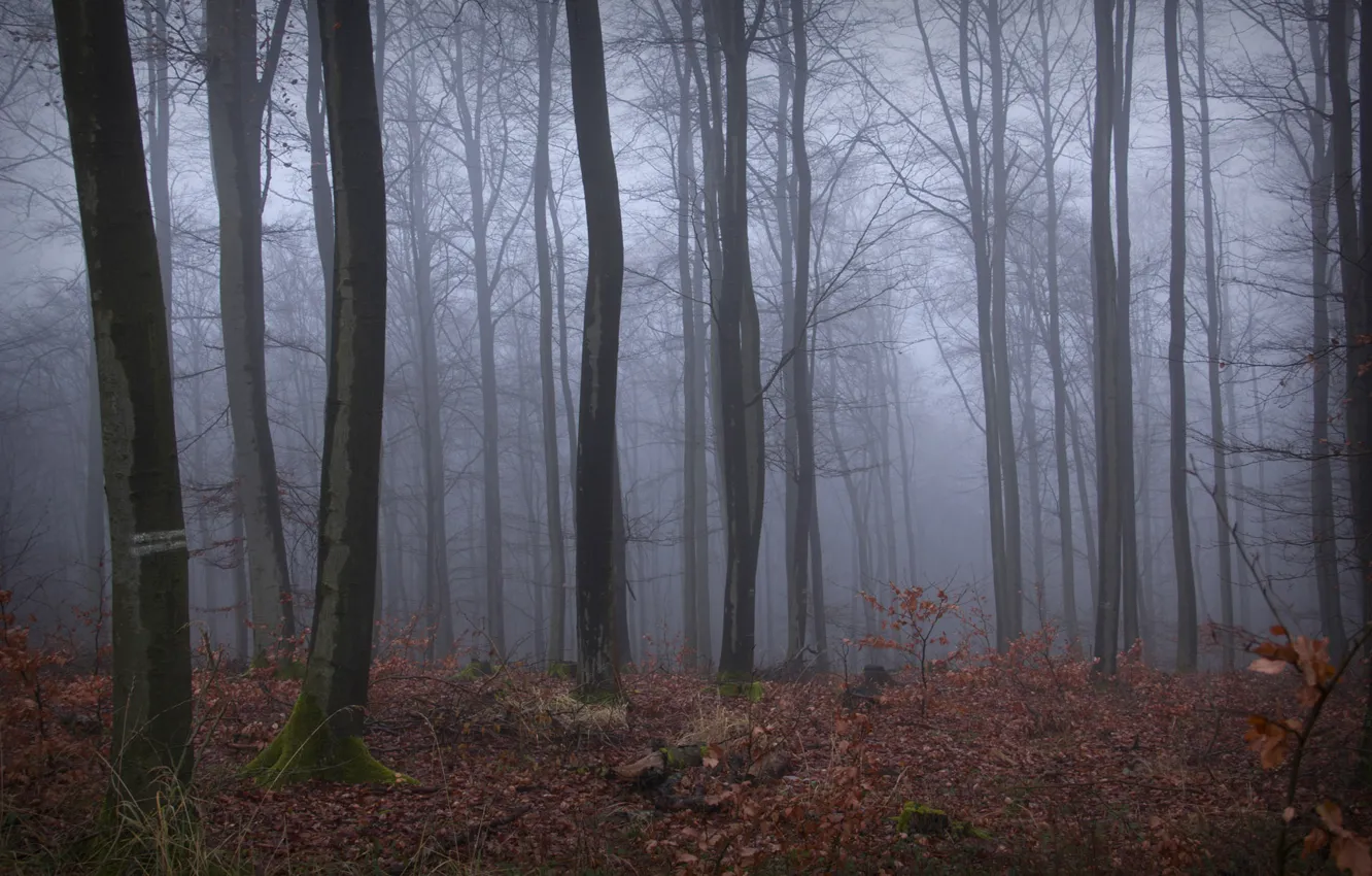 Photo wallpaper autumn, forest, trees, nature, fog