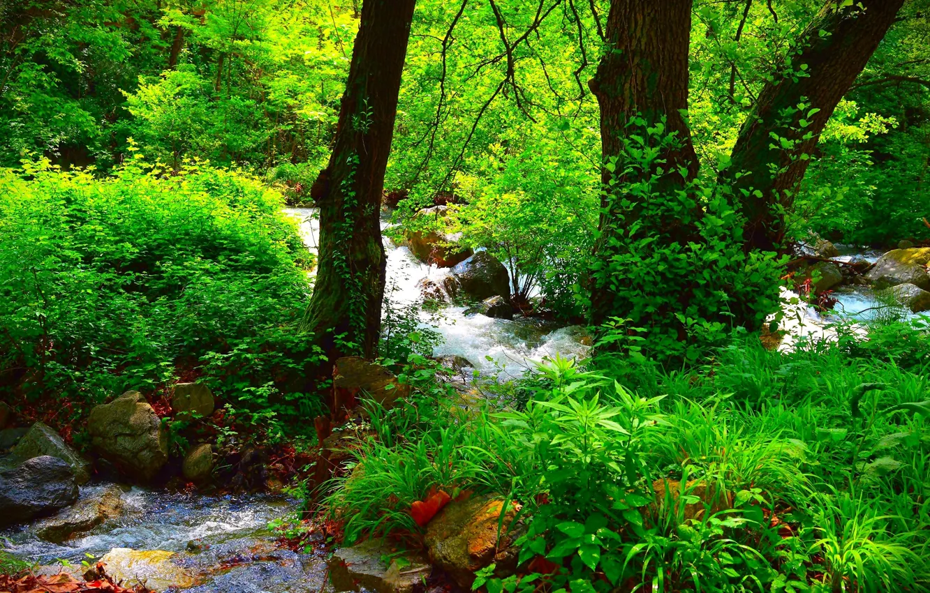 Photo wallpaper Nature, Forest, Summer, Nature, River, Summer, River, Forest