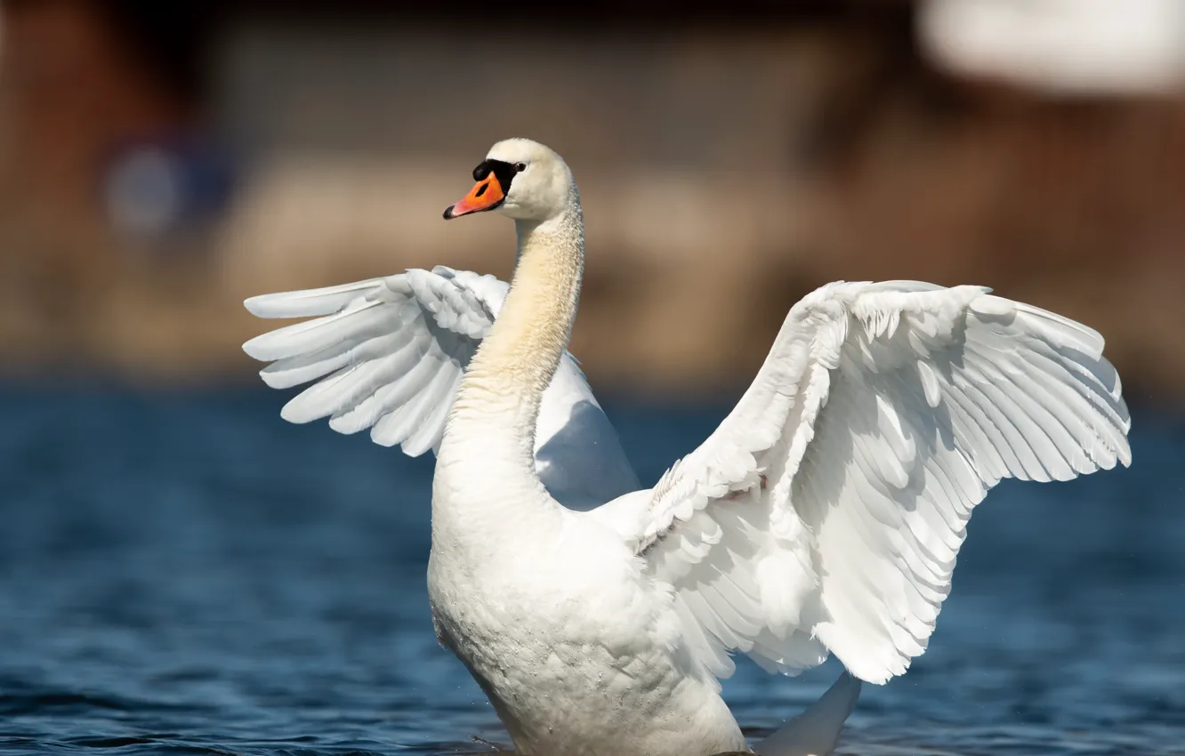 Photo wallpaper white, pose, bird, wings, swans