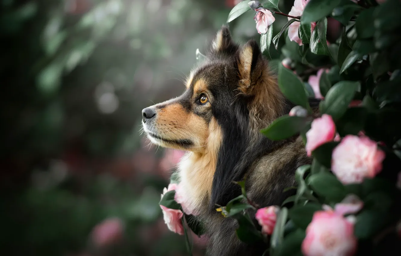 Photo wallpaper look, face, leaves, flowers, portrait, dog, profile, bokeh