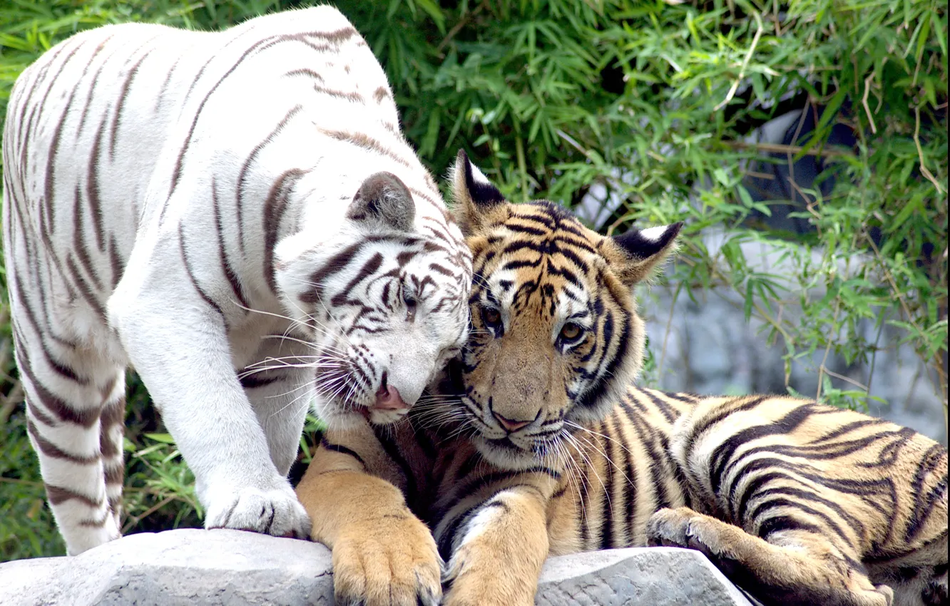 Photo wallpaper cats, pair, tigers, white tiger