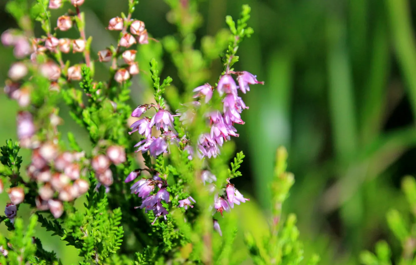 Photo wallpaper summer, macro, Heather