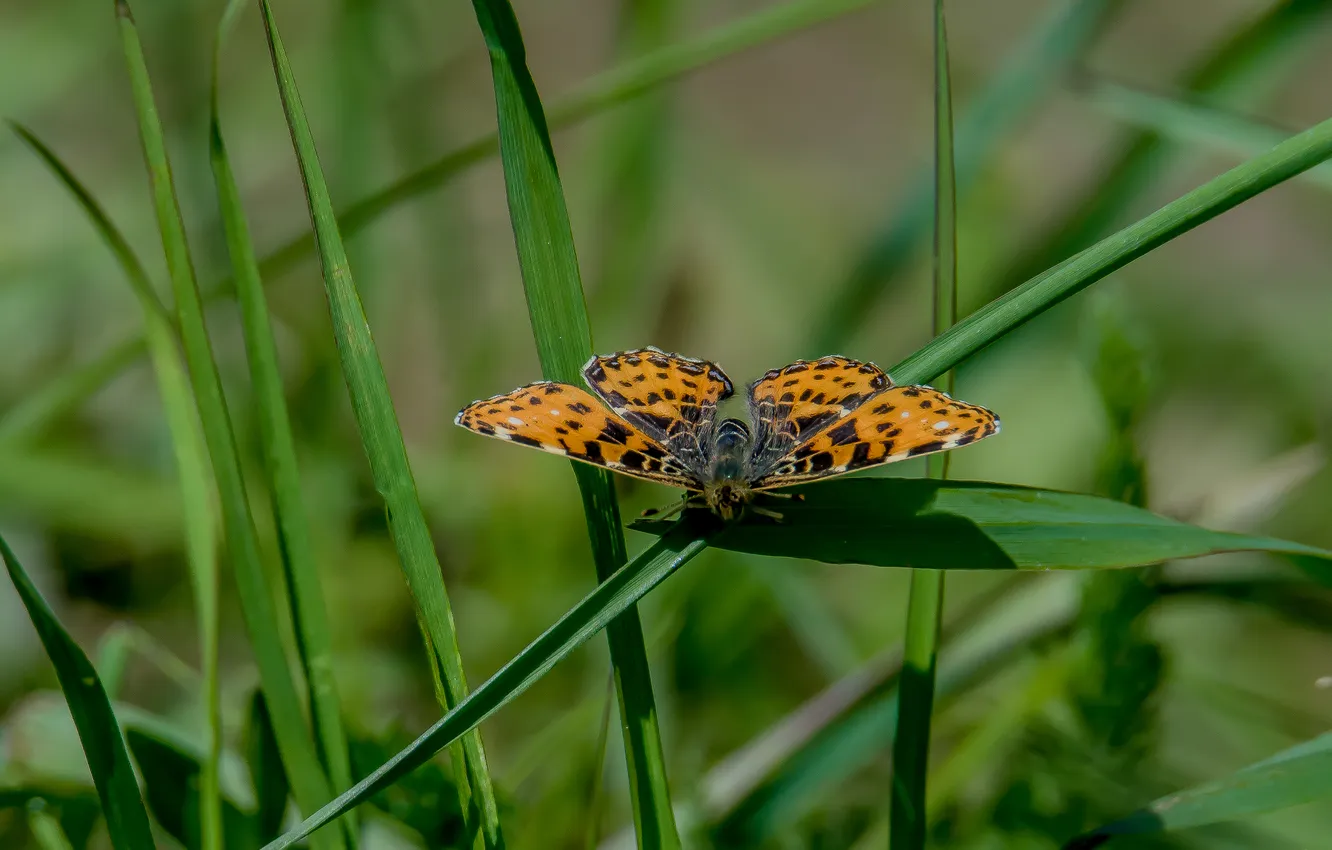 Photo wallpaper macro, nature, butterfly, spring