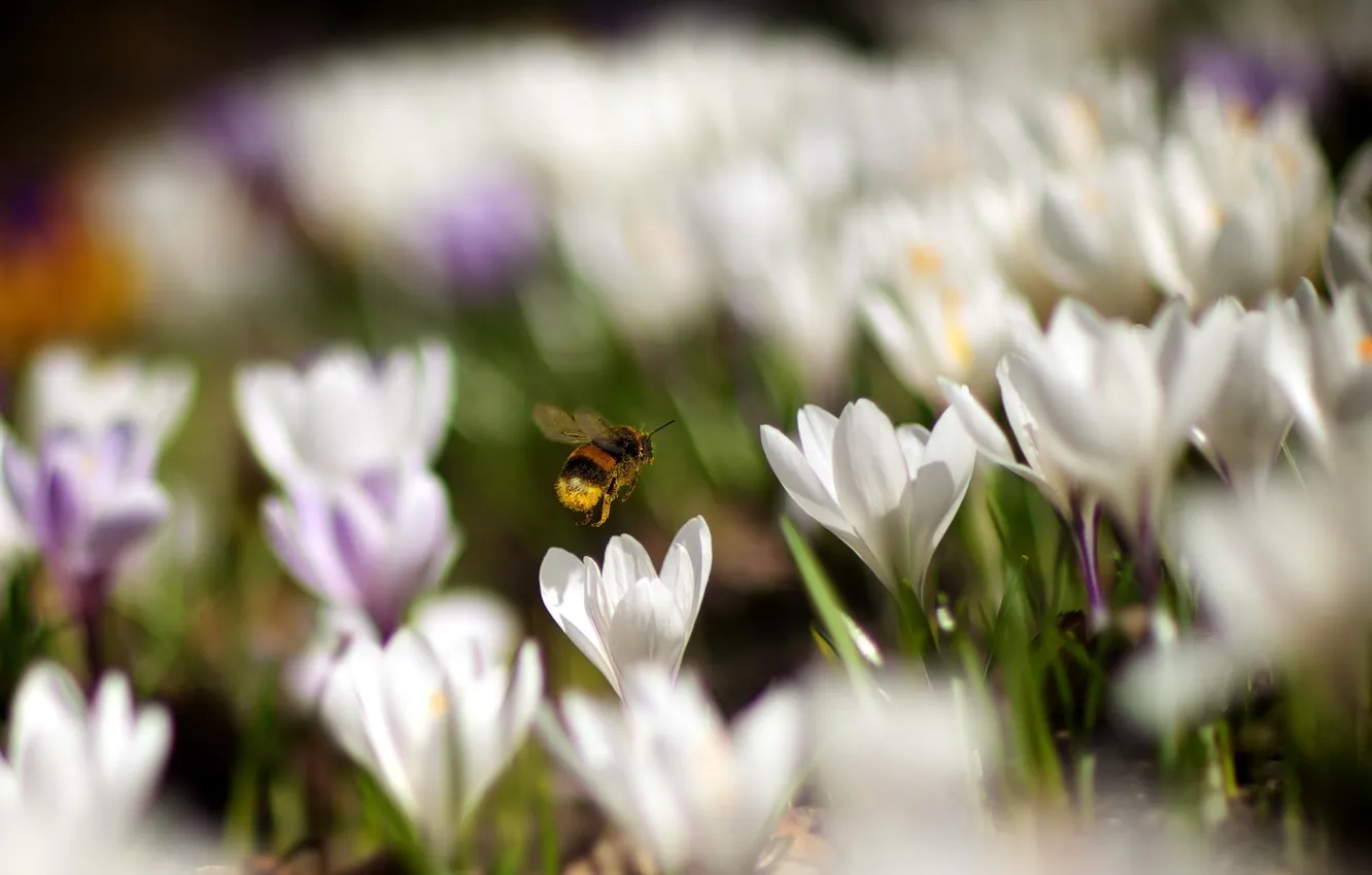 Photo wallpaper flowers, nature, bee