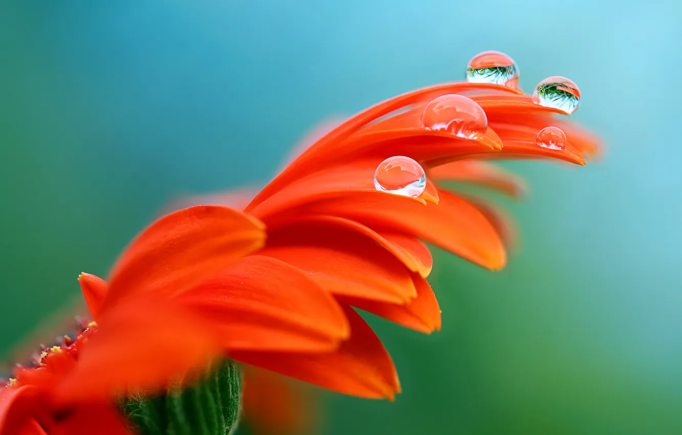 Photo wallpaper water, drops, flowers, Rosa, petals, gerbera