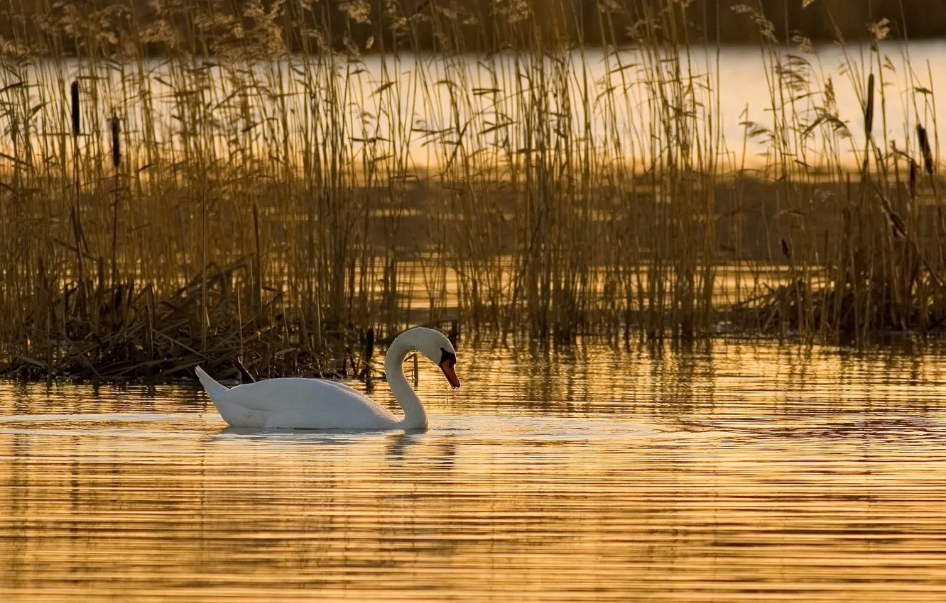 Photo wallpaper water, reed, swans