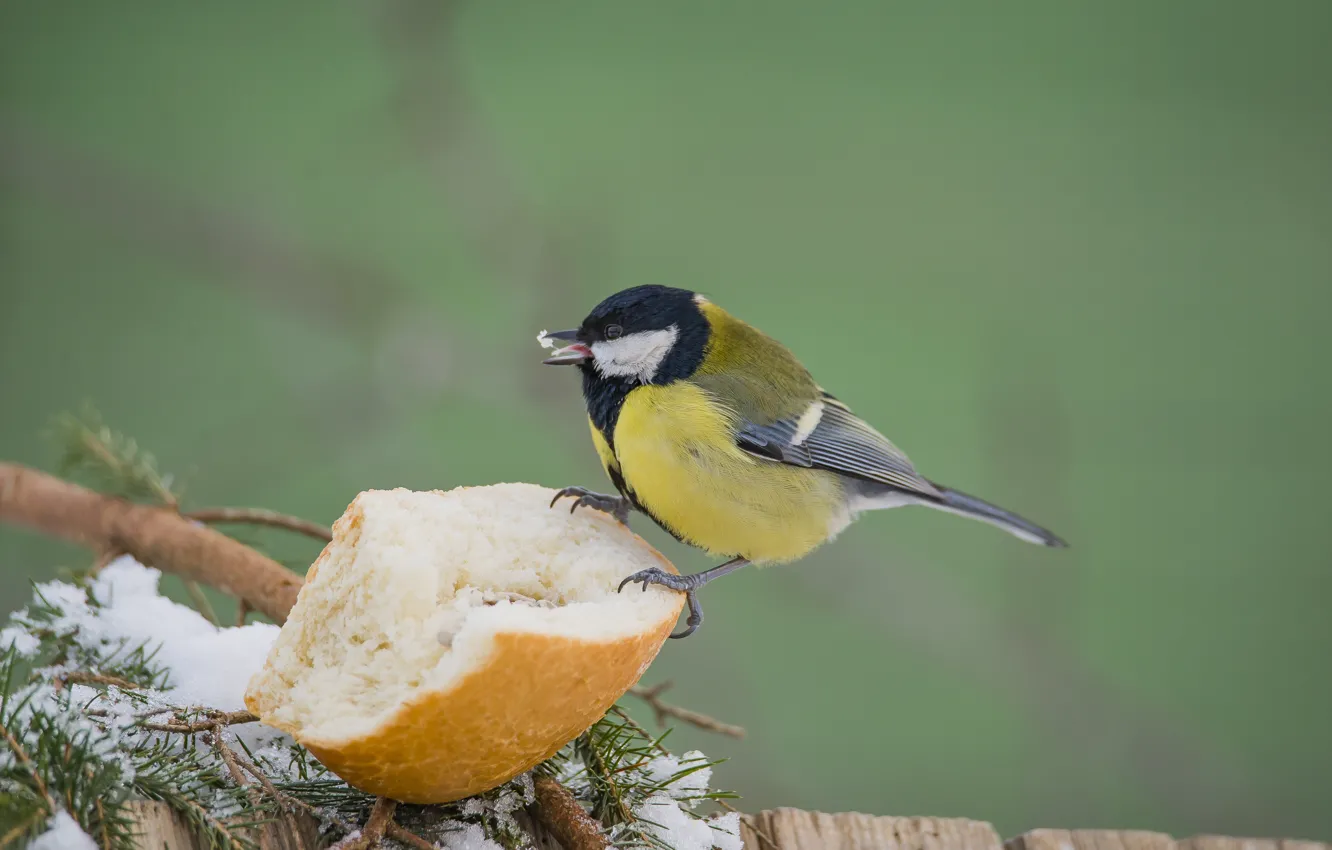 Photo wallpaper bird, eats, tit, baton, Big tit