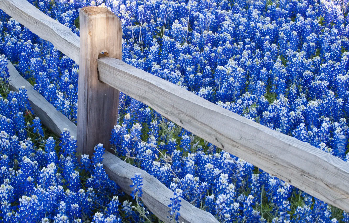 Photo wallpaper flowers, nature, fence