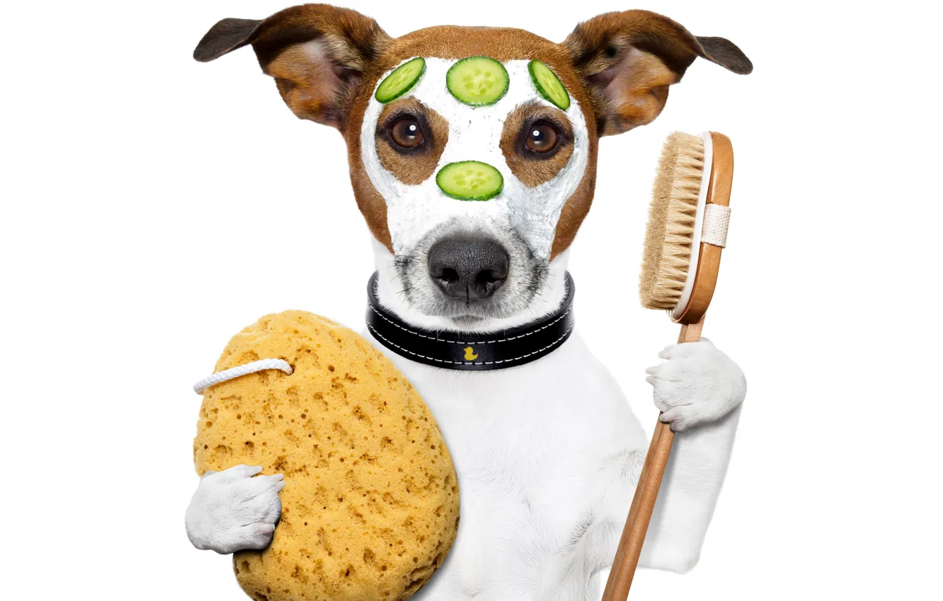 Photo wallpaper dog, humor, paws, mask, white background, collar, cream, slices