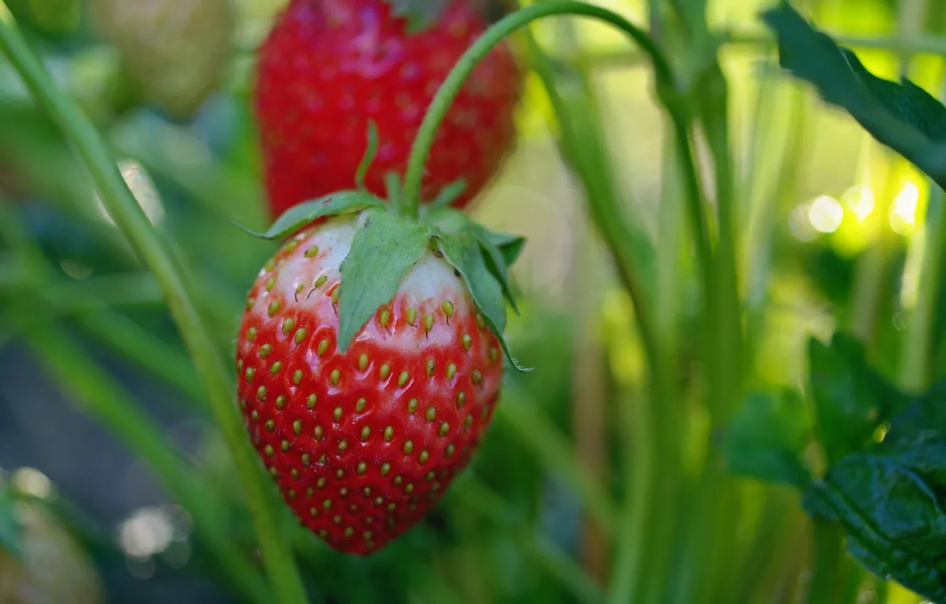 Photo wallpaper leaves, berries, strawberry