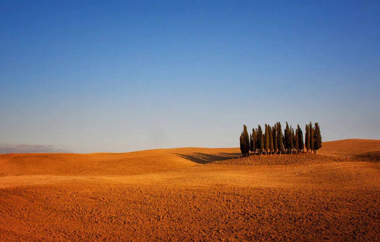 Photo wallpaper trees, Italy, Tuscany, arable land