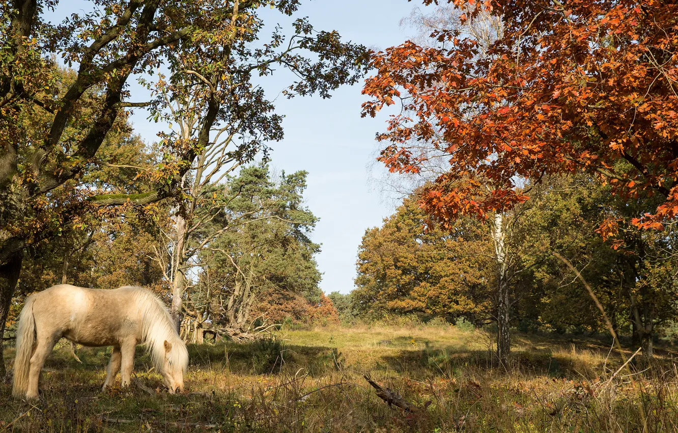 Photo wallpaper autumn, nature, horse