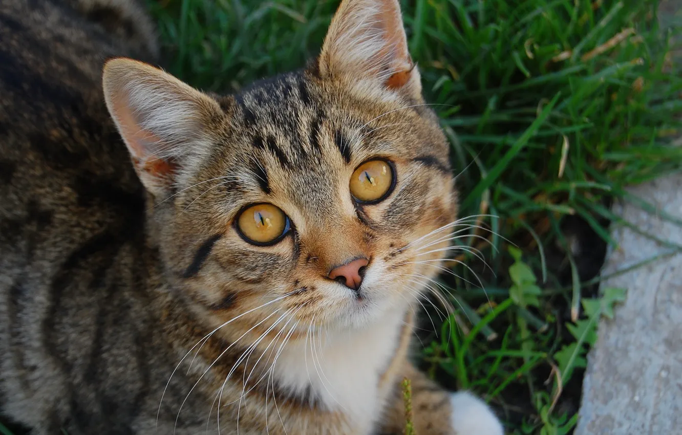 Photo wallpaper animal, Koshak, pussy