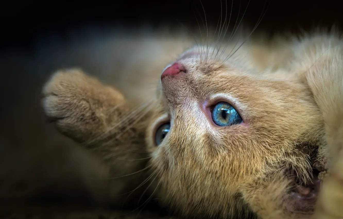 Photo wallpaper cat, eyes, look, close-up, pose, muzzle, lies, red