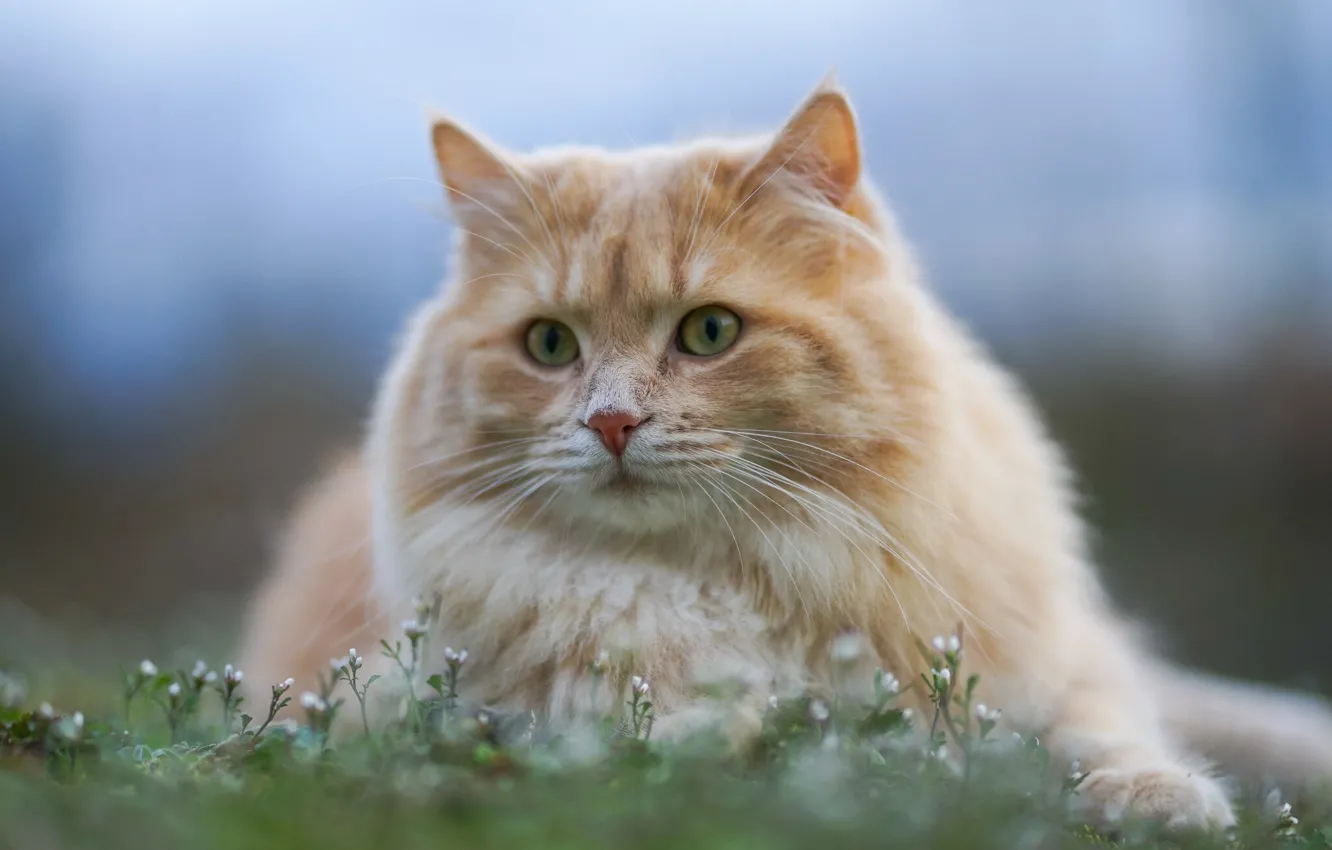 Photo wallpaper cat, cat, look, portrait, muzzle, flowers, cat