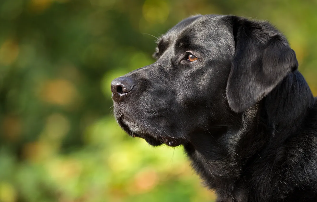 Photo wallpaper face, portrait, dog, profile, Labrador Retriever