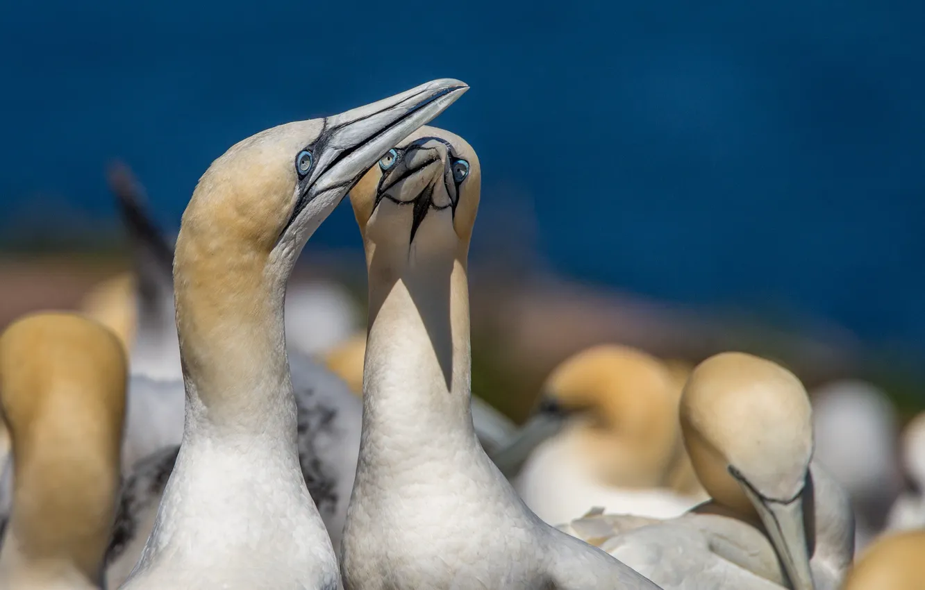 Photo wallpaper birds, pair, gannets