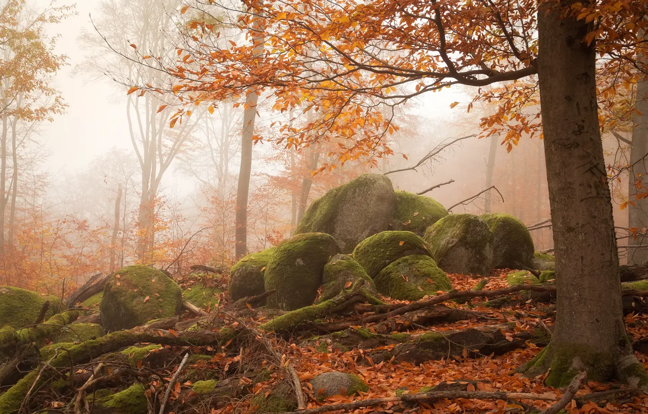 Photo wallpaper autumn, forest, trees, branches, fog, stones, foliage, moss