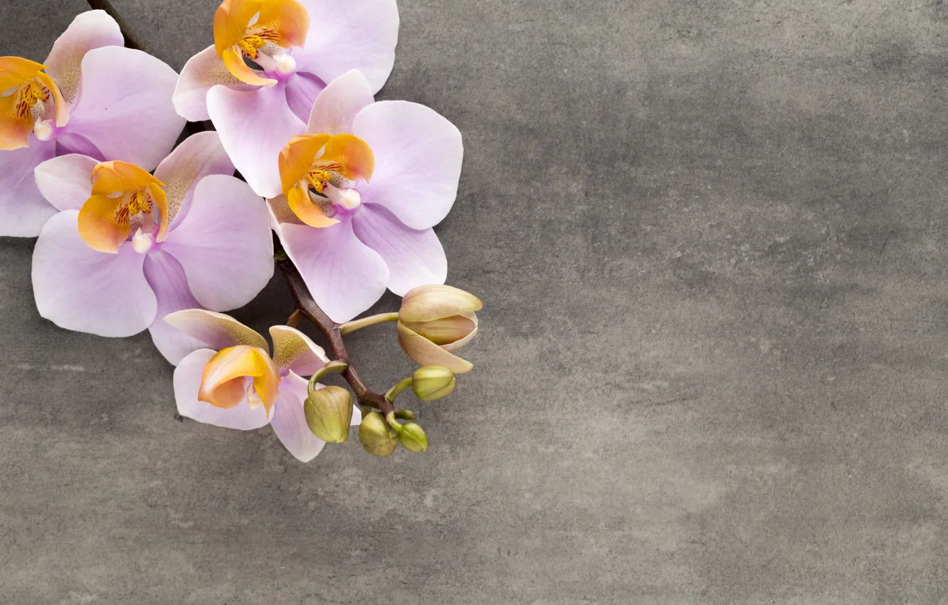 Photo wallpaper Orchid, pink, flowers, orchid