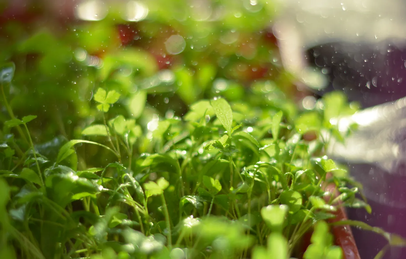 Photo wallpaper greens, grass, drops, light, squirt, nature, green, Rosa