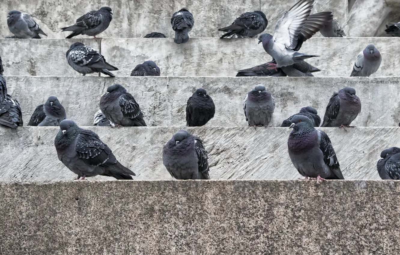 Photo wallpaper birds, the city, pigeons