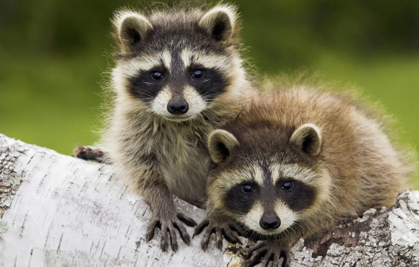 Photo wallpaper cute, raccoon, cubs