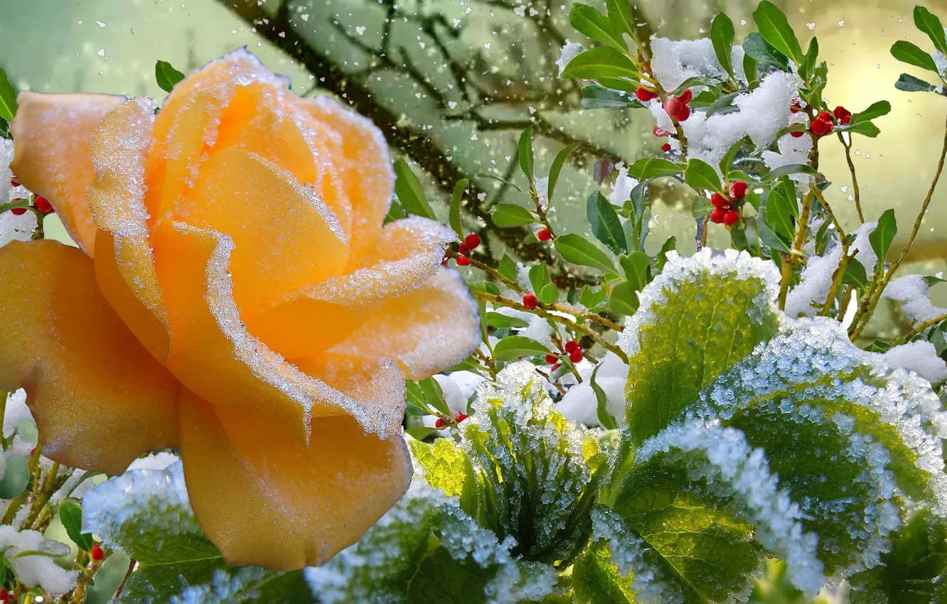 Photo wallpaper frost, autumn, snow, rose, Winter