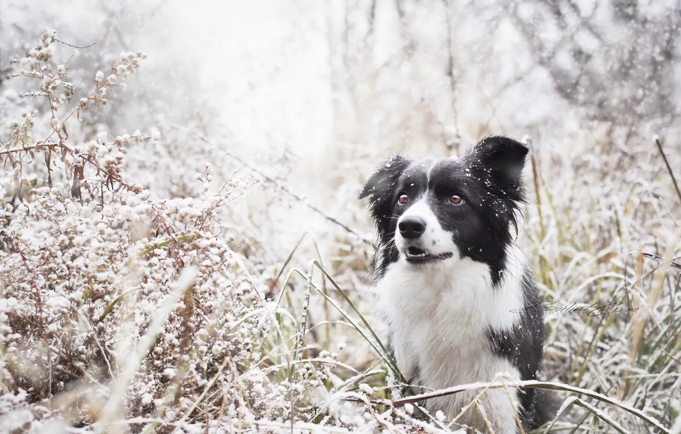 Photo wallpaper winter, nature, dog
