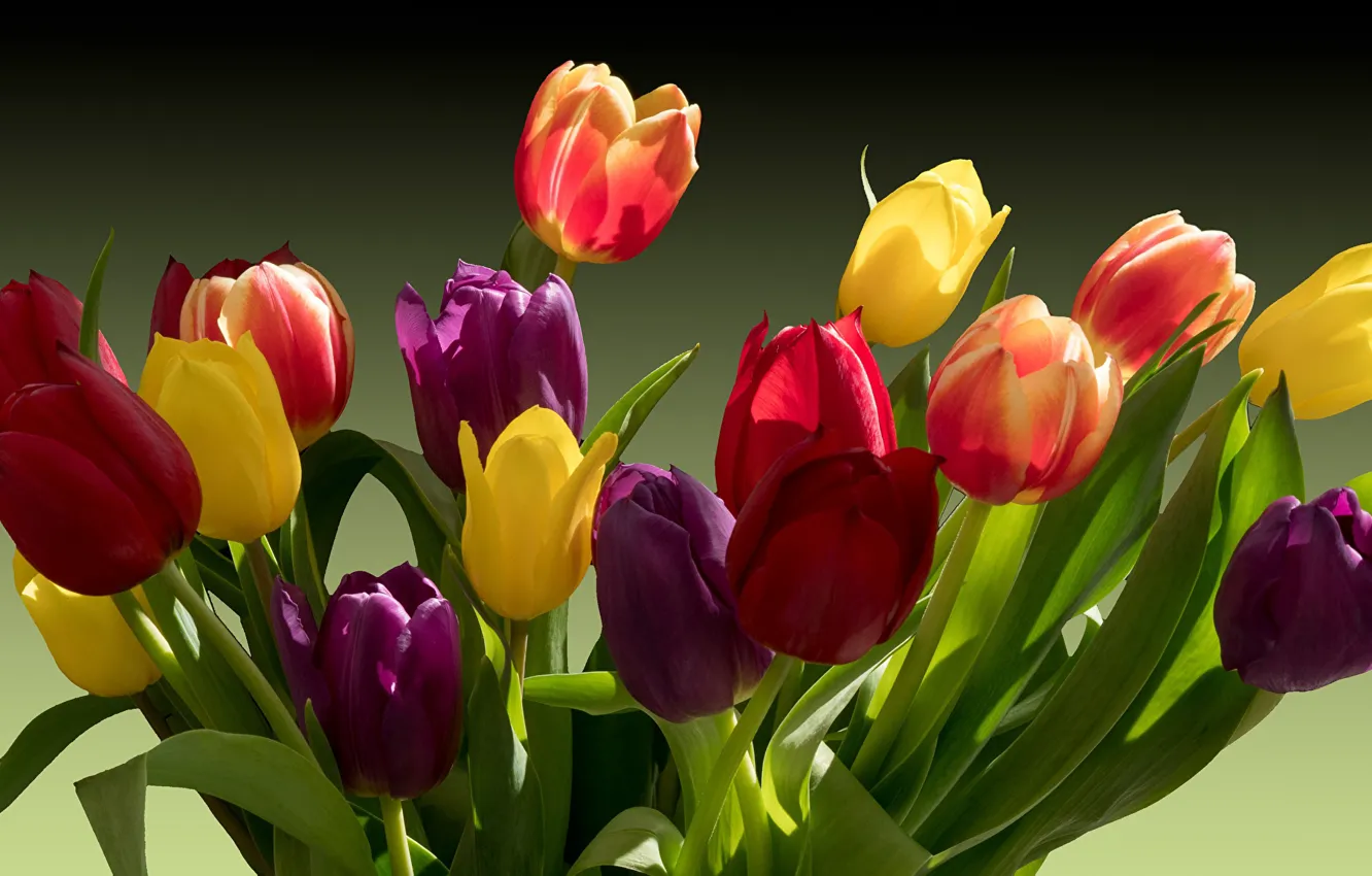 Photo wallpaper light, shadow, spring, tulips