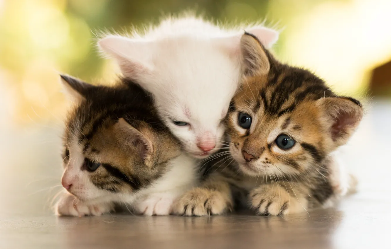 Photo wallpaper animals, kittens, trio