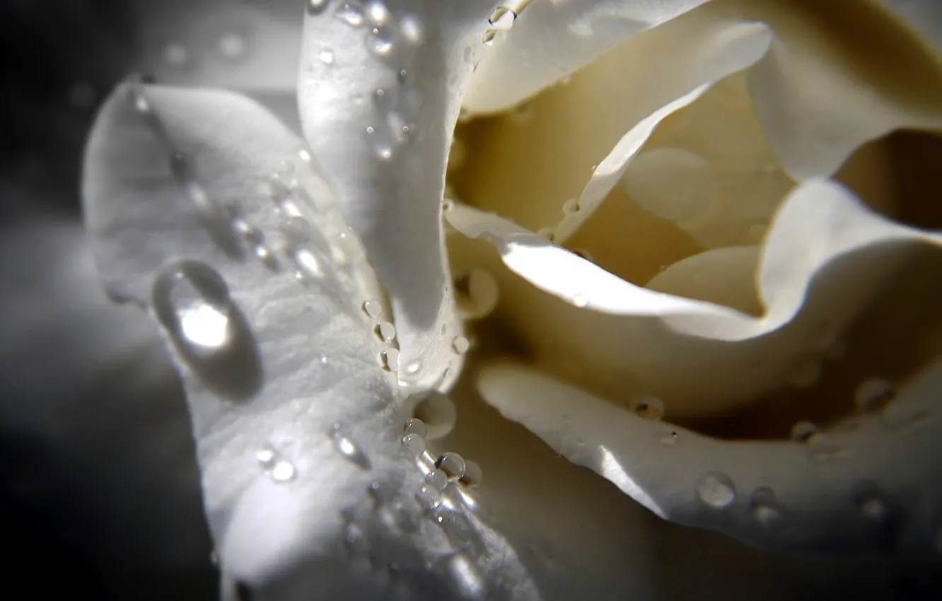 Photo wallpaper flower, drops, macro, white rose