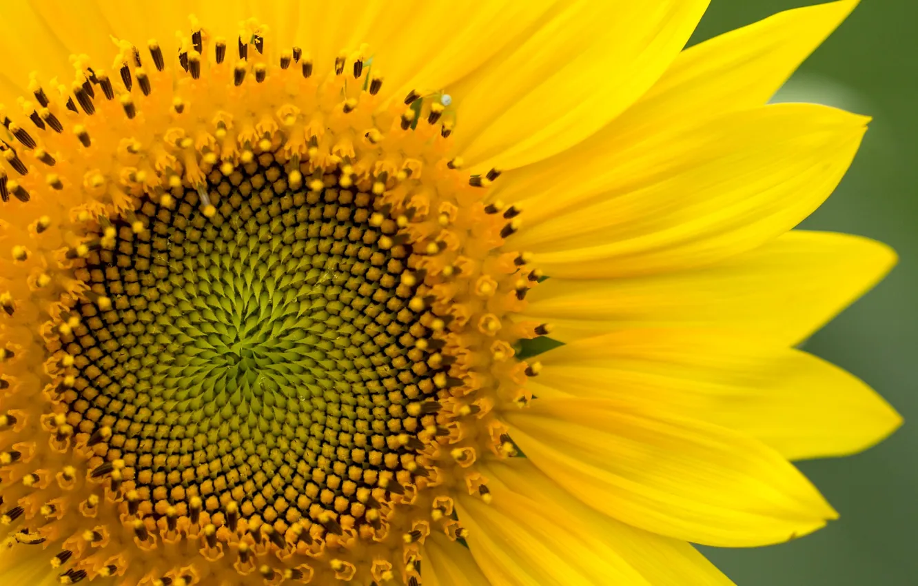 Photo wallpaper macro, sunflowers, yellow, plant, petals, flower