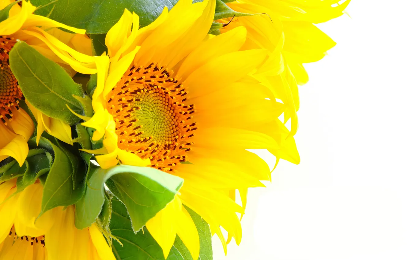 Photo wallpaper sunflowers, flowers, petals, leaf