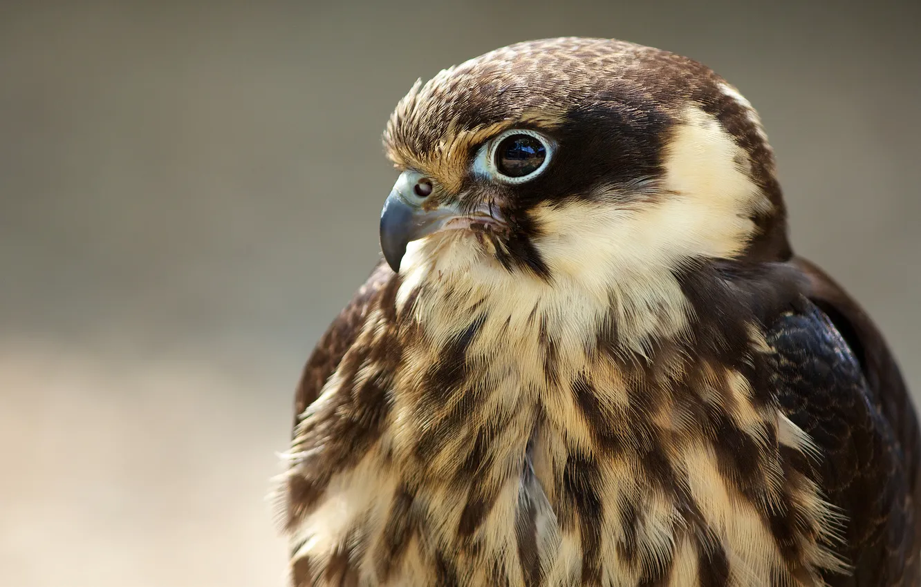 Photo wallpaper bird, predator, feathers