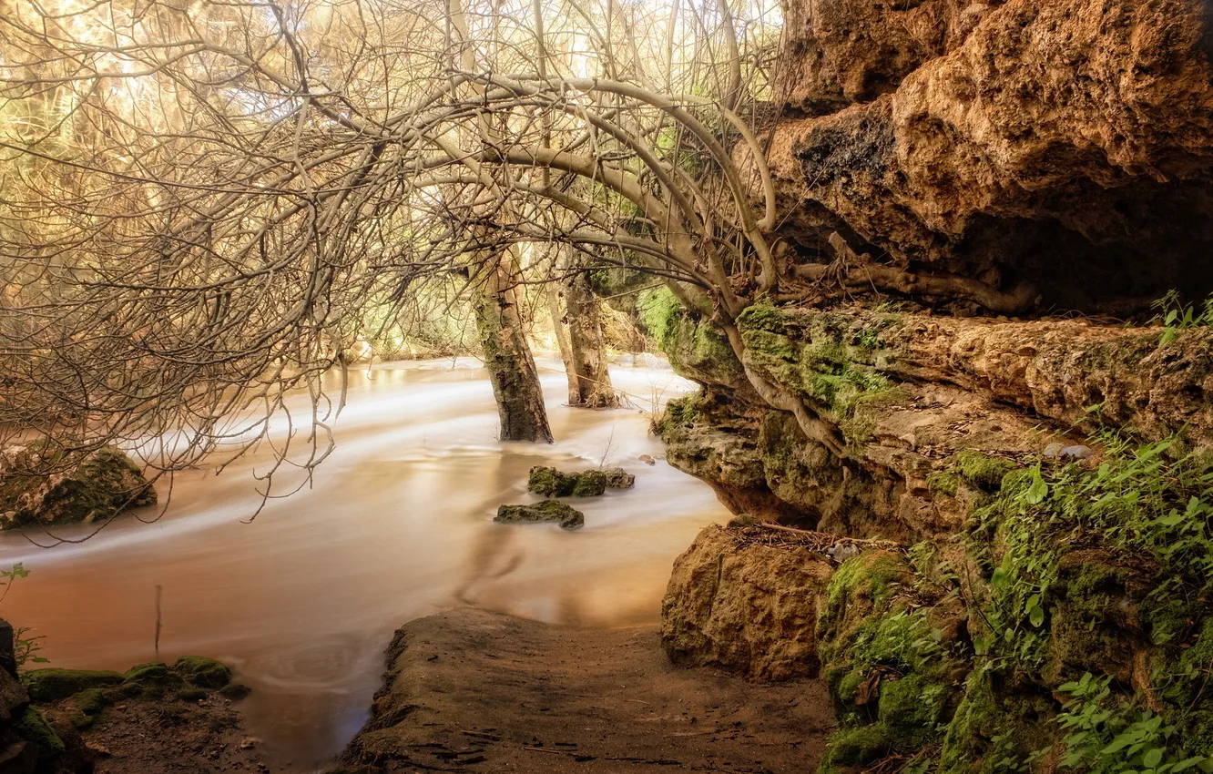 Photo wallpaper branches, nature, river