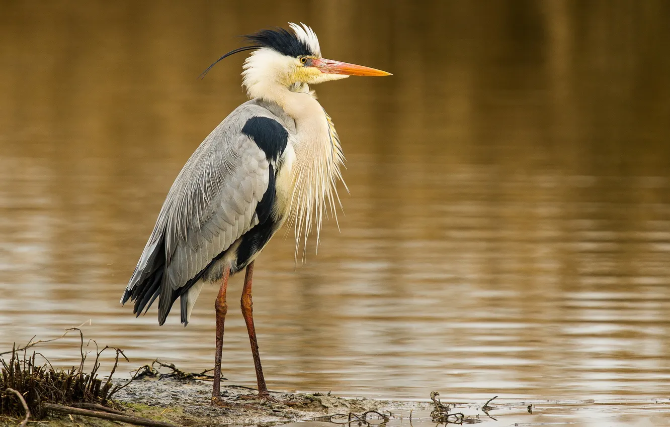 Photo wallpaper bird, pond, Heron