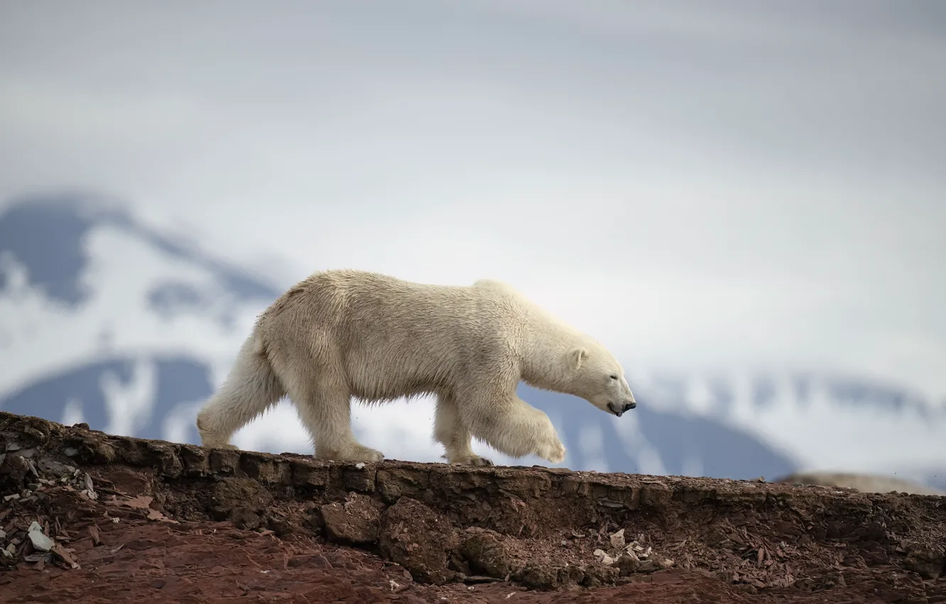 Photo wallpaper the sky, snow, mountains, nature, fog, stones, haze, walk