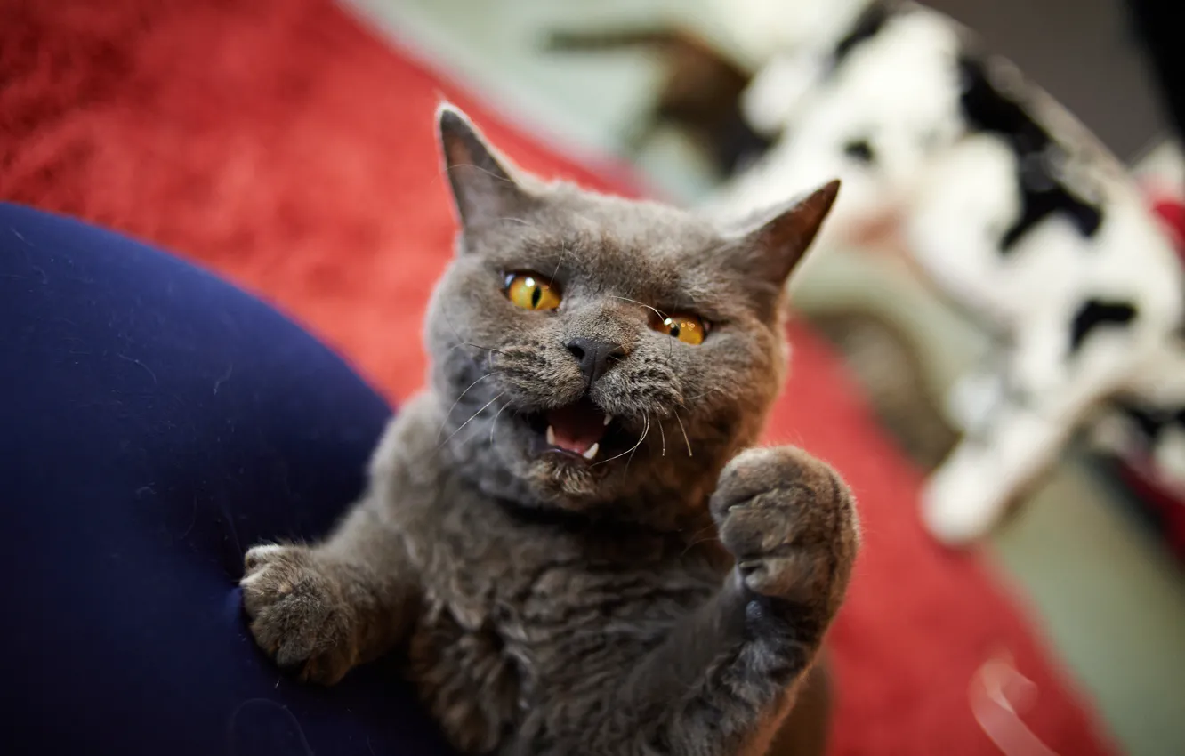 Photo wallpaper cat, angry, catzilla