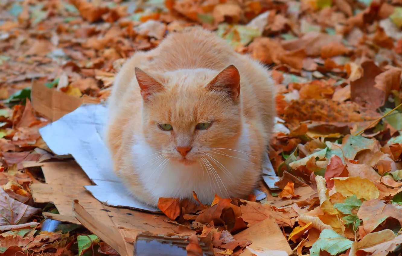 Photo wallpaper Cat, Autumn, Fall, Foliage, Autumn, Cat, Leaves