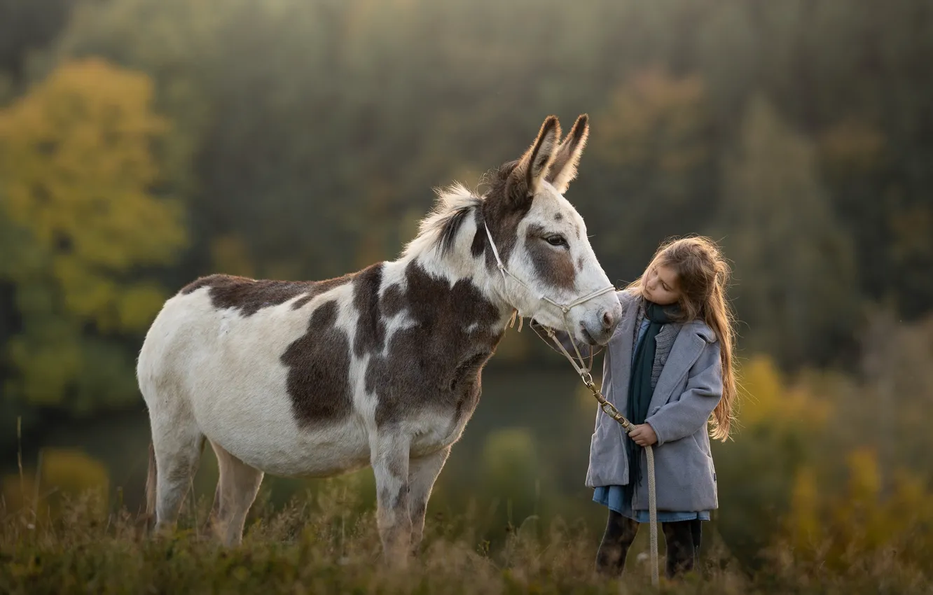 Photo wallpaper nature, girl, Ass, donkey, donkey