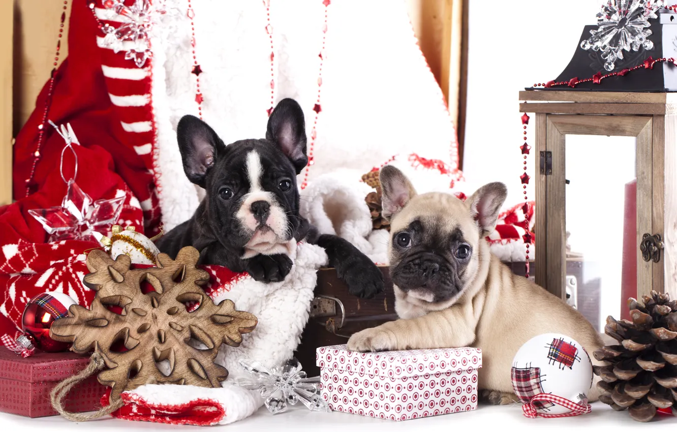 Photo wallpaper dogs, decoration, puppies, gifts, French bulldog