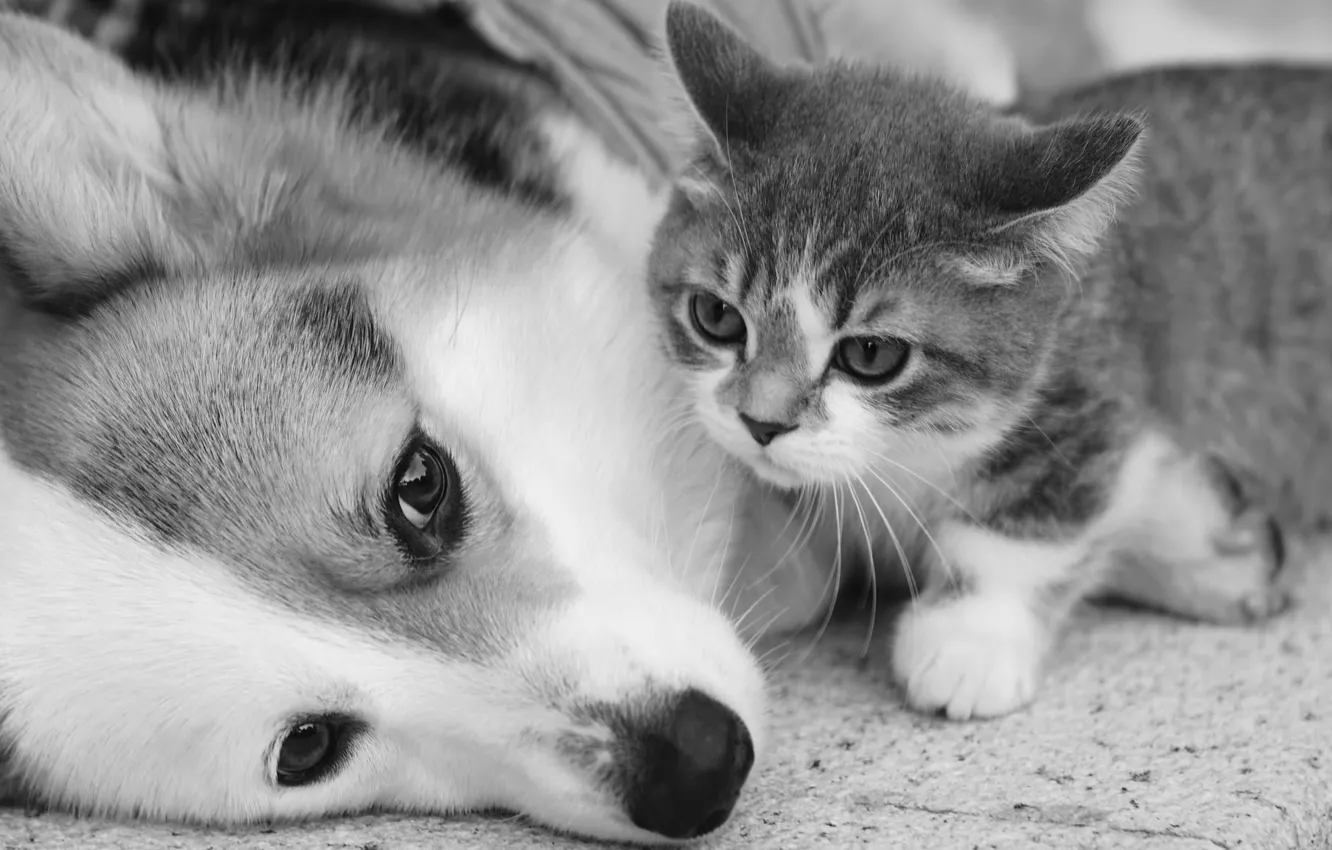 Photo wallpaper kitty, dog, friends